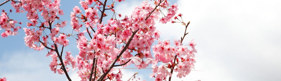 Obstbaum | Kirschbaum | Gardline